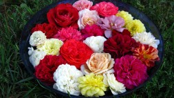 10 шт. Набор № 1 Розы корнесобственные (махровые и с запахом)